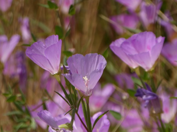Pink-purple flowers