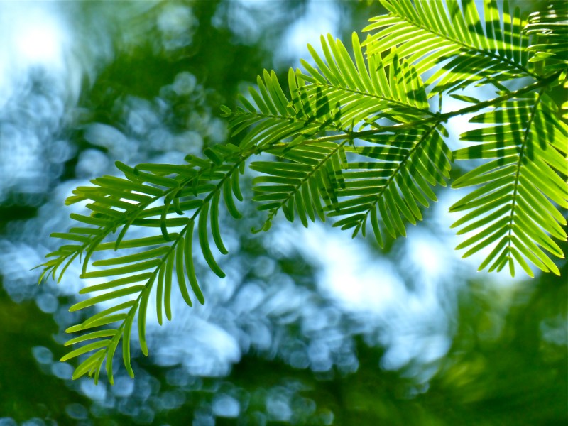 Needles on small branch of Dawn Redwood