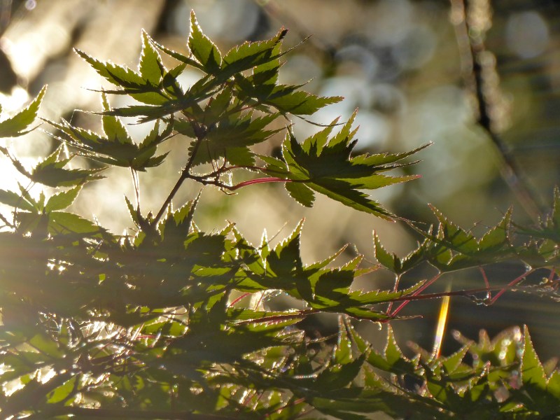Japanese maples leaves in sunlight