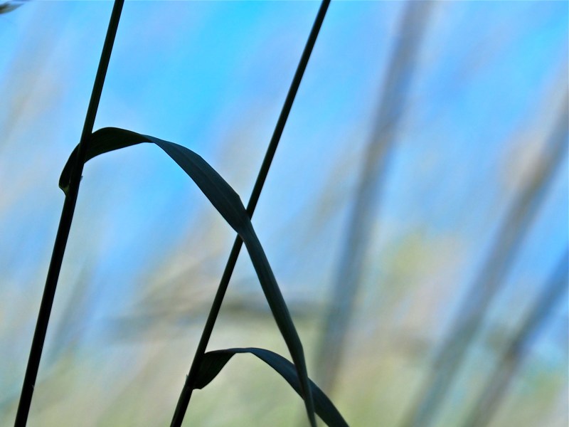 Grass stems silhouetted against blue sky