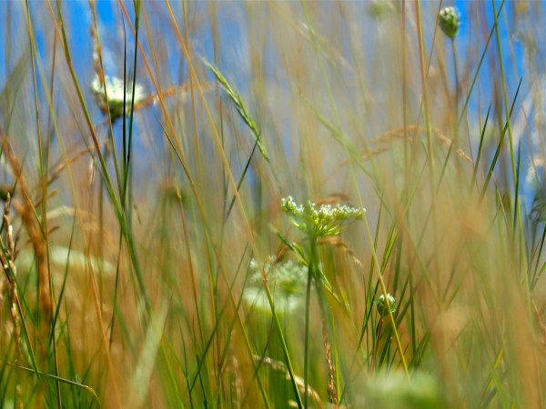Queen Anne's lace and grasses with blue sky