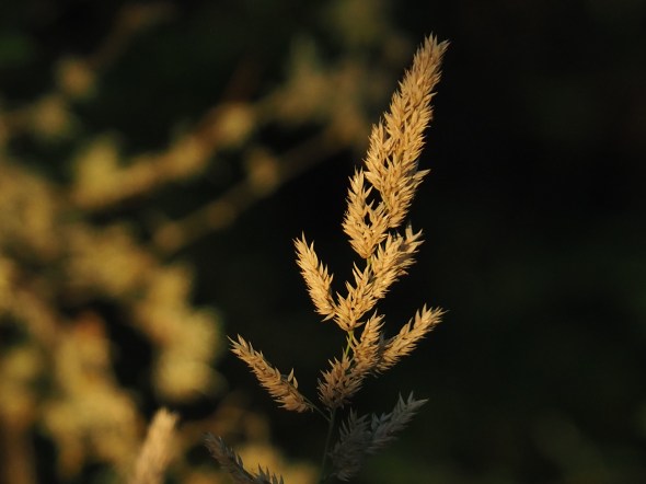 Grass seed head brightly lit against black background