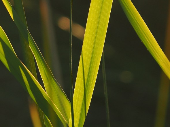 Wide green grass blades in marsh