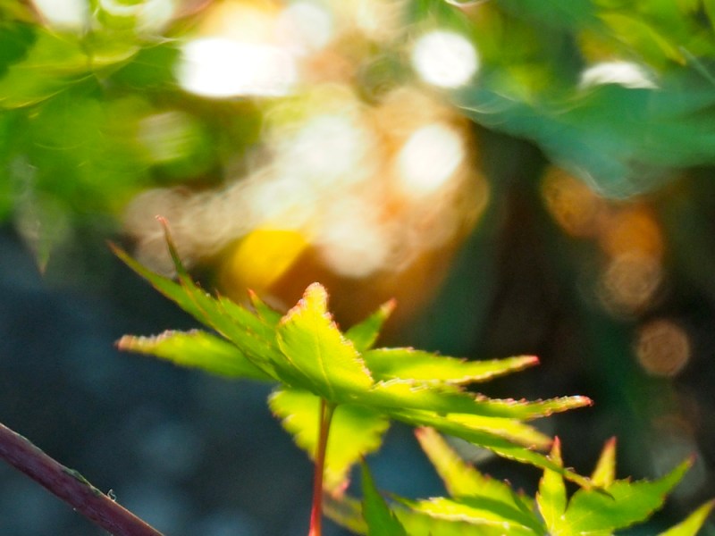 Maple leaves moving in the breeze