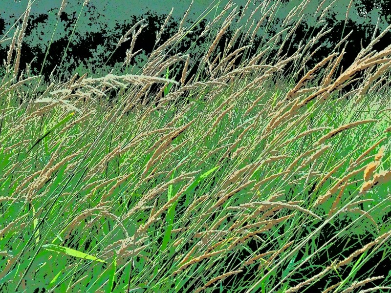 Long grasses with seedheads bent to the right