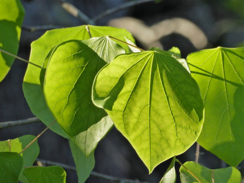 Green leaves brightly lit by low-angle sun