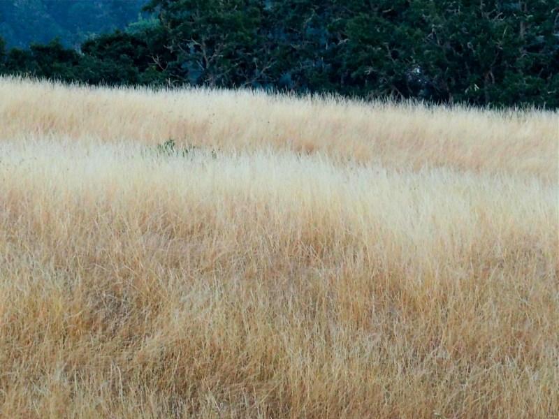 Wheat-colored meadow with dark green trees in background