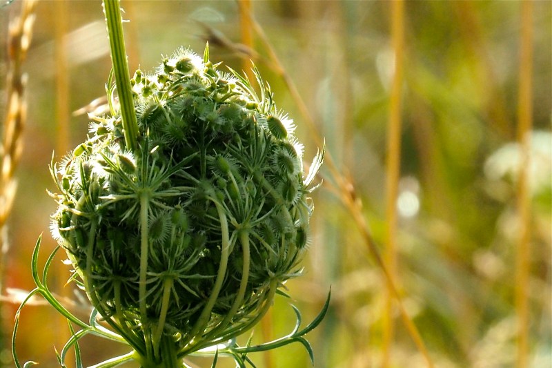 Queen Anne's Lace blossoms opening up