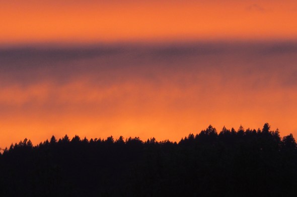Orange sky after sunset with dark conifers silhouetted on horizon