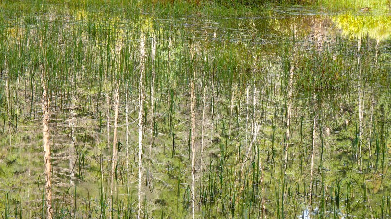 Reflection of white tree trunks in marsh