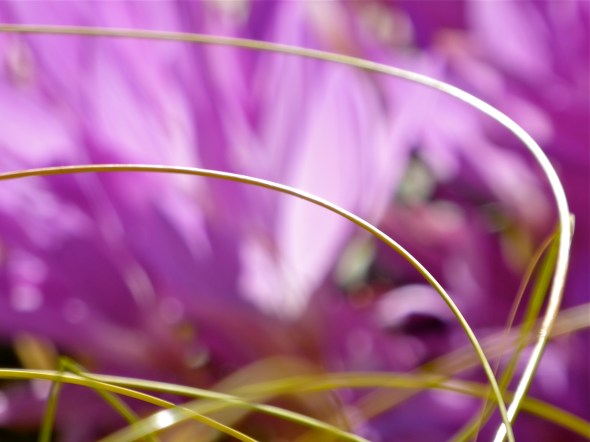 Curved grasses in front of blurred pastel crocuses