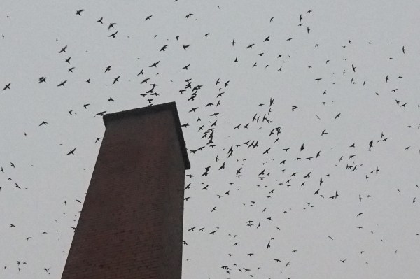 Dozens of flying swifts in silhouette massing at a chimney at dusk