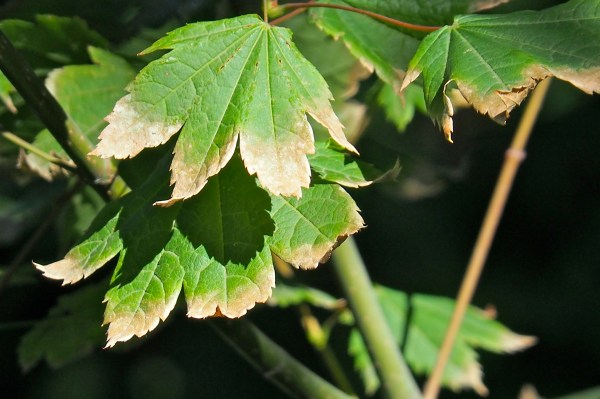 Green maple leaves with tips turning brown
