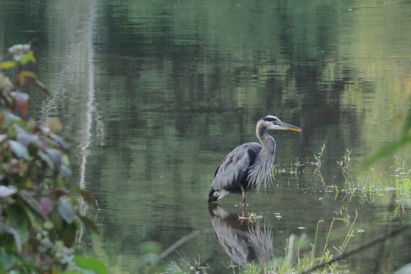 Great Blue Heron standing in river
