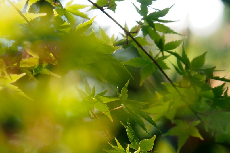 Green Japanese Maple Leaves