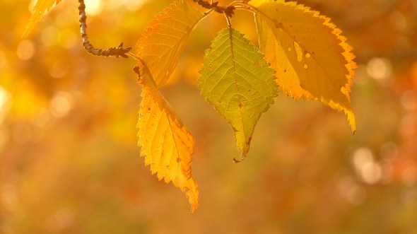 Yellow Leaves in Autumn