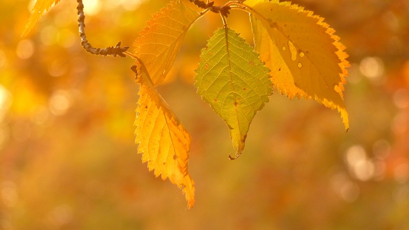 Yellow Leaves in Autumn