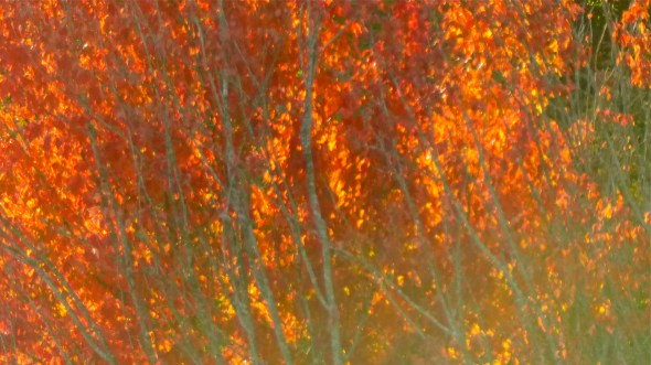 Branches and many bright orange and red maple leaves
