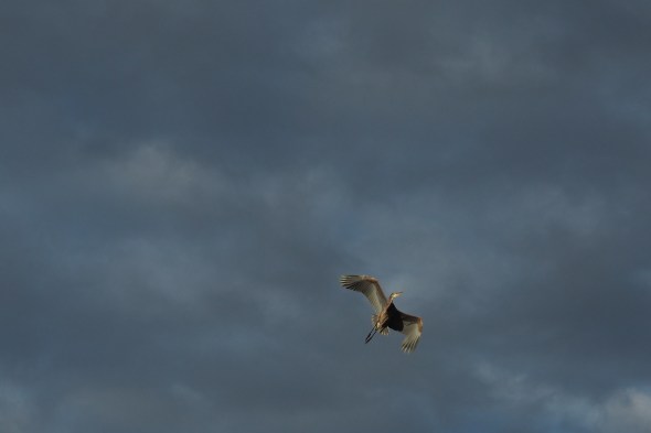 Great Blue Heron in Flight