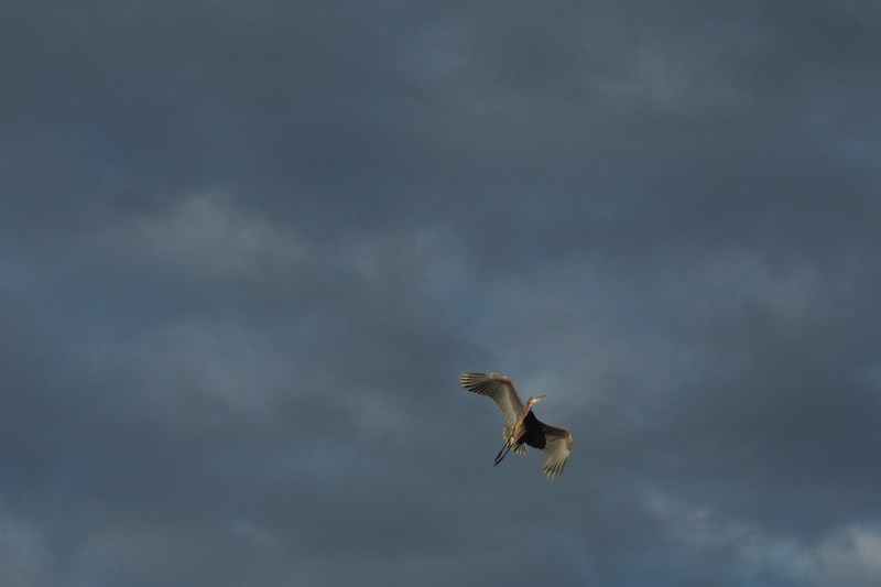 Great Blue Heron in Flight
