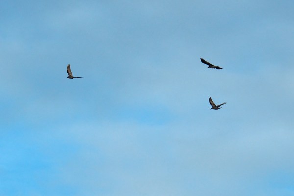 Three Crows Flying Together