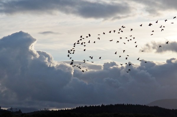 Flock of Canada Geese Flying