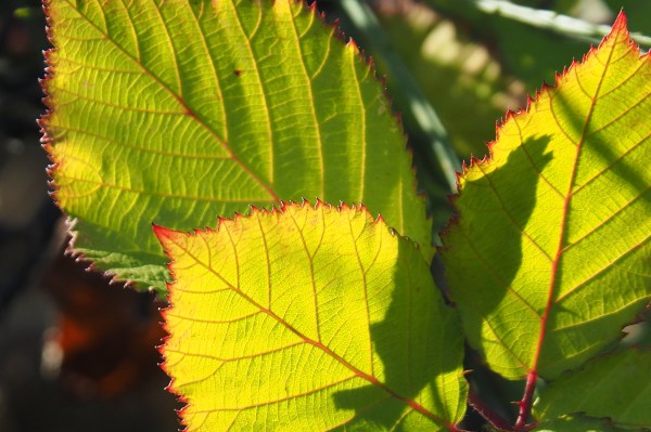 Green blackberry leaves with bright red edges