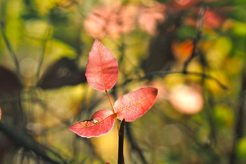 3 red poison oak leaves
