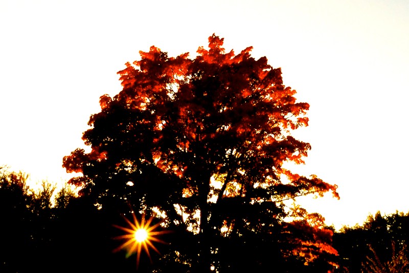 Sunburst through orange maple tree
