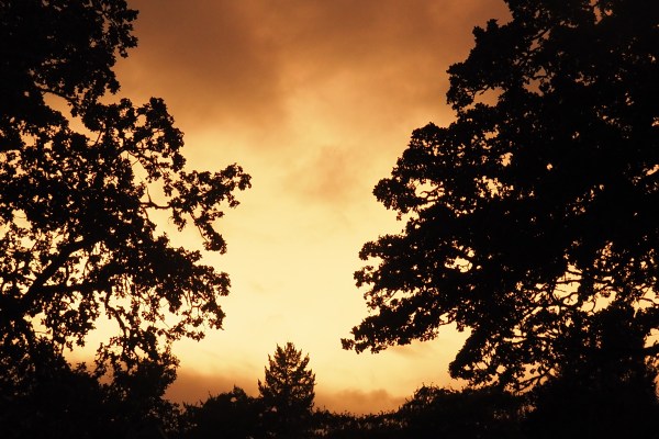 Silhouetted trees and bright ochre twilight sky