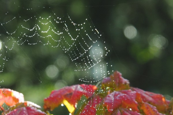 Dew-Covered Spiderweb and Autumn Leaves