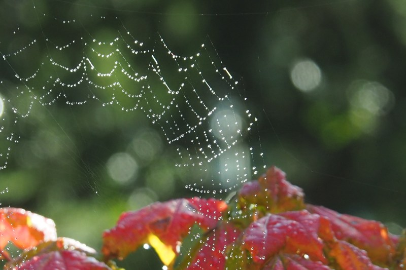 Dew-Covered Spiderweb and Autumn Leaves