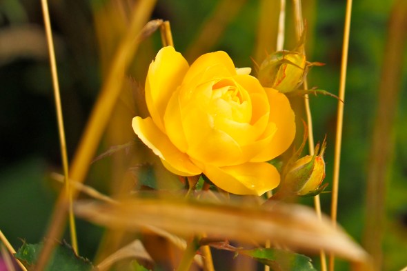 Yellow Rose