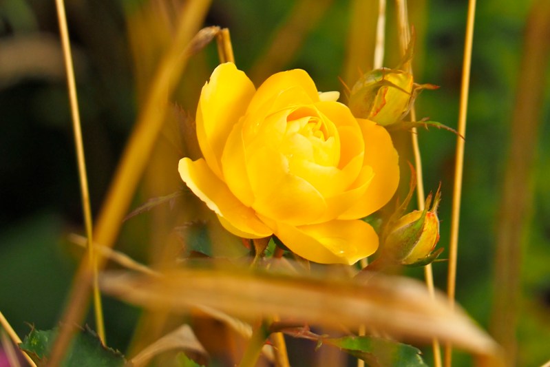 Yellow Rose