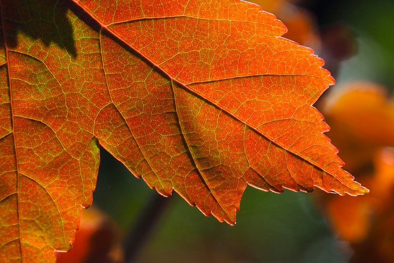 Close-up of orange maple leaf
