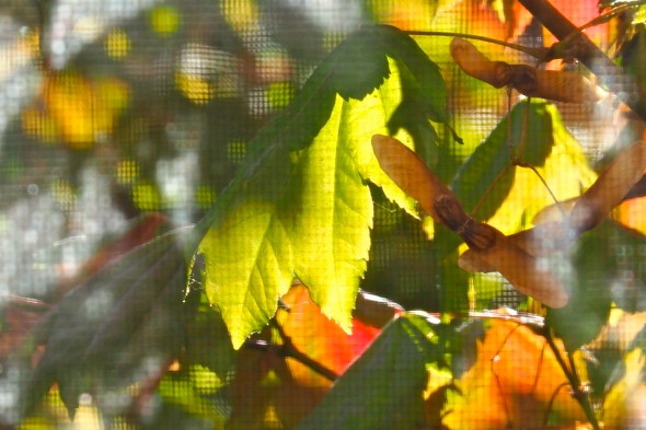 Green and orange maple leaves viewed through window screen