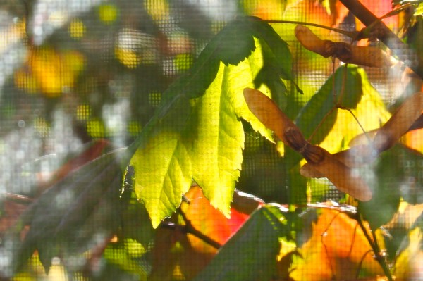 Green and orange maple leaves viewed through window screen