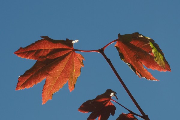 Red maple leaves and blue sky