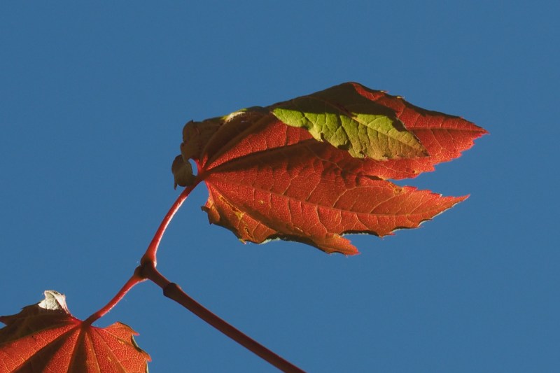 Orange and green maples leaves against blue sky