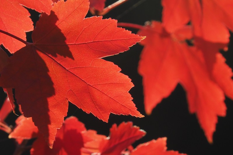 Red Maple Leaves