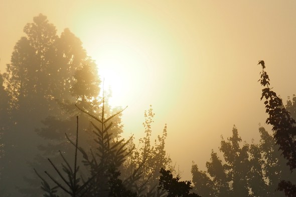 Golden sunrise and tree silhouettes
