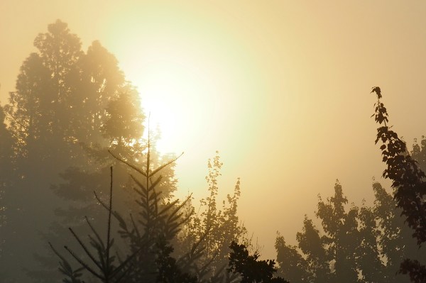 Golden sunrise and tree silhouettes
