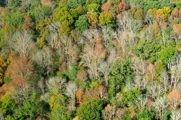 Tree-covered hillside with orange, green and bare trees
