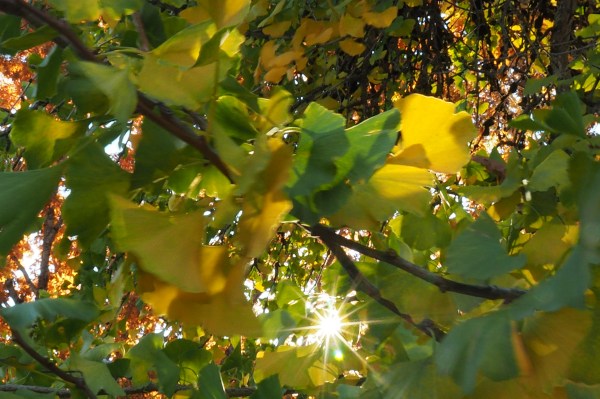 Sunburst through green and yellow leaves