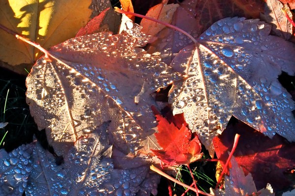 Fallen maple leaves covered in shining dewdrops