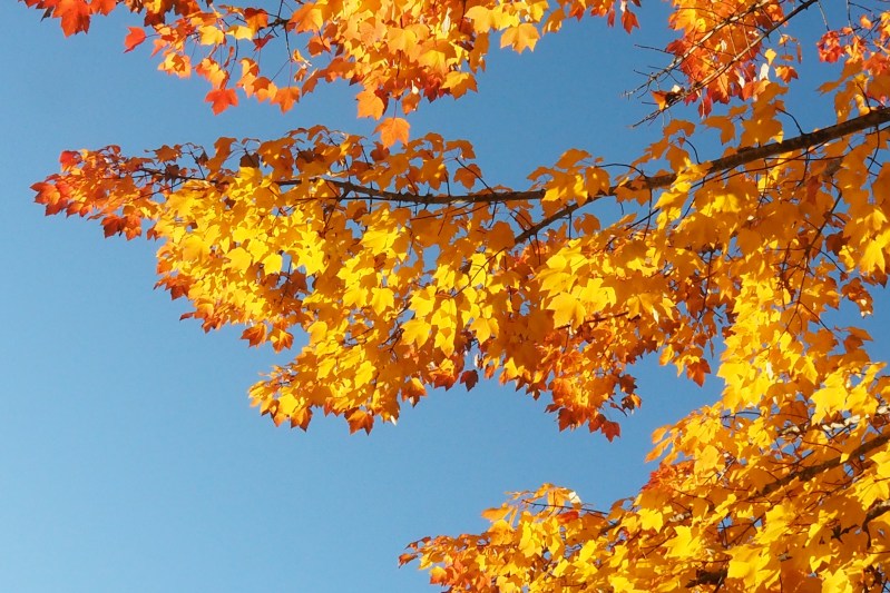 Yellow maple leaves and blue sky