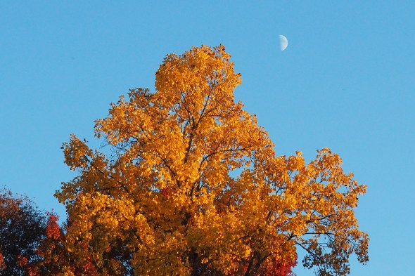 Golden tree with quarter moon in sky