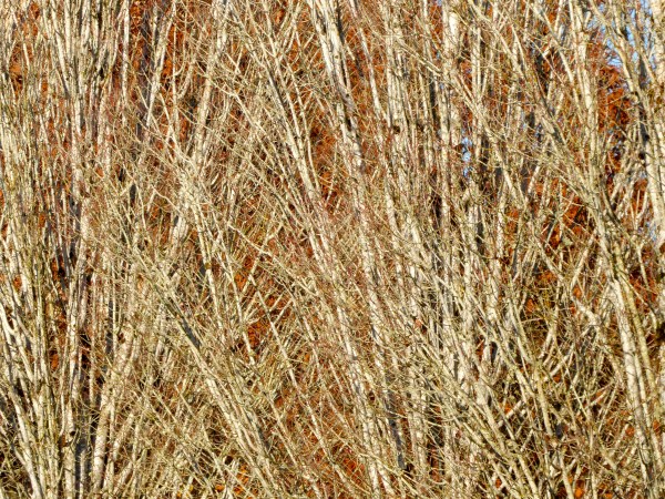 Many bare maple branches intertwined