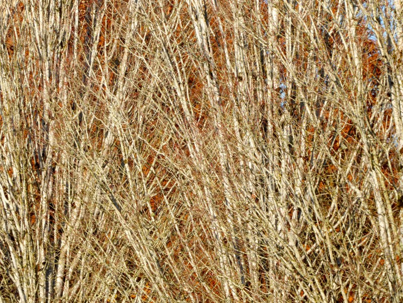 Many bare maple branches intertwined