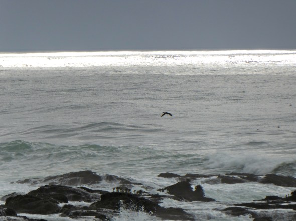 Cormorant flying over coastal waters